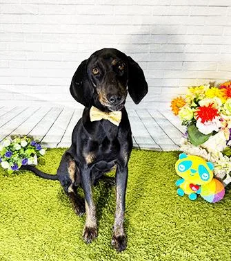 An adult medium-sized male Black Labrador Retriever dog named Howdie for adoption in Castro Valley, CA