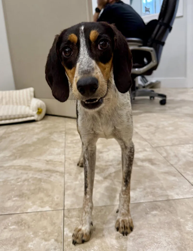 An adult medium-sized female Bluetick Coonhound dog named Poppy for adoption in Hilton Head Island, SC