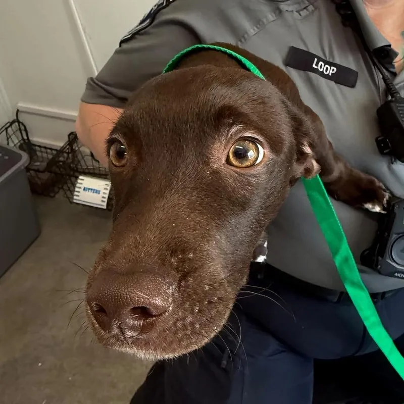 A baby small-sized male Black Labrador Retriever dog named CocaCola for adoption in Pullman, WA