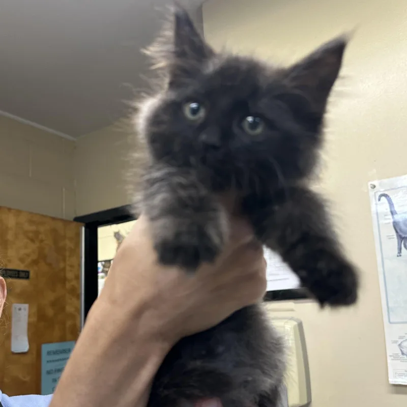 A baby medium-sized female Domestic Medium Hair cat named Ava Coming In for adoption in Clifton, NJ