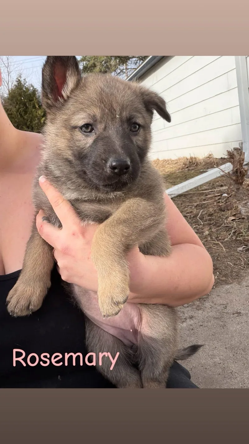 Rosemary thumbnail 2