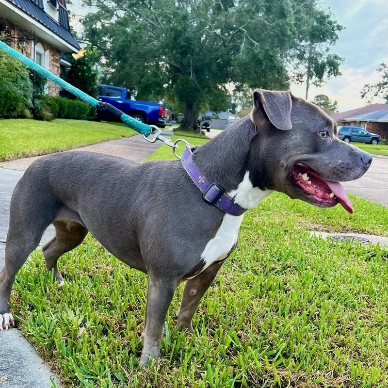 Gigi