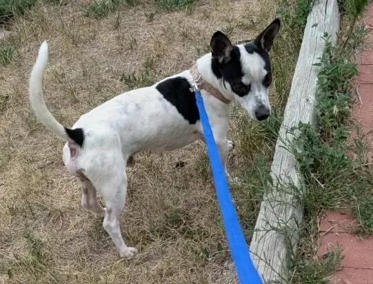 A young small-sized male Tricolor (Brown, Black, & White) Chihuahua dog named Enzo for adoption in Parker, CO