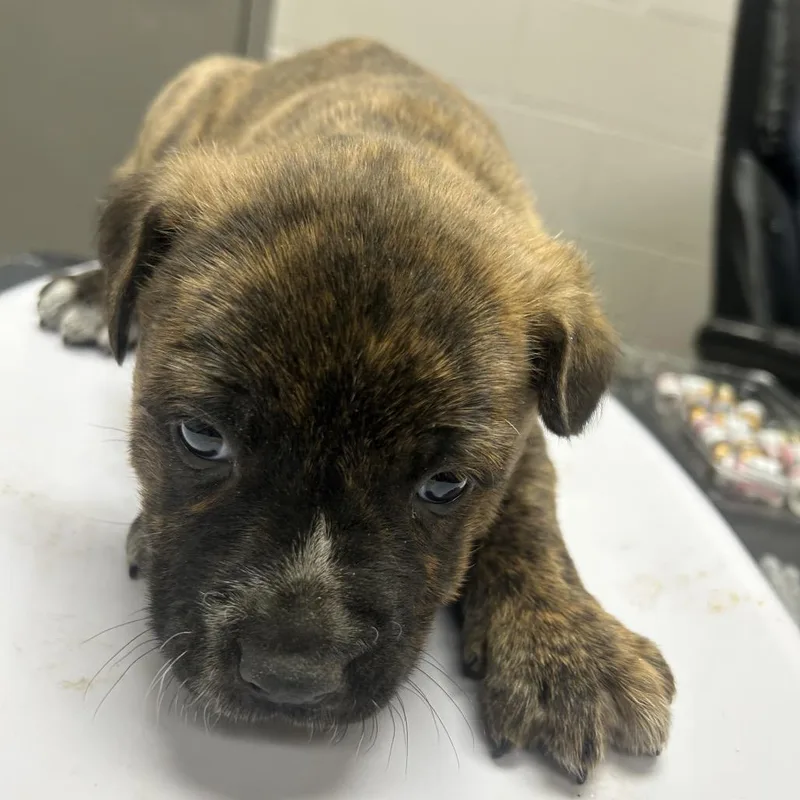 Geronimo The Bully Mix thumbnail 3