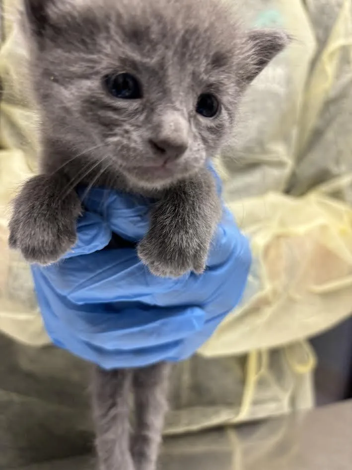 A baby small-sized female Domestic Short Hair cat named Grey for adoption in Las Vegas, NV