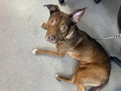 An adult medium-sized male Mixed Breed dog named Ryder for adoption in West Chester, PA