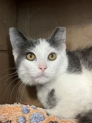 A baby small-sized male Domestic Short Hair cat named Prince for adoption in Westland, MI