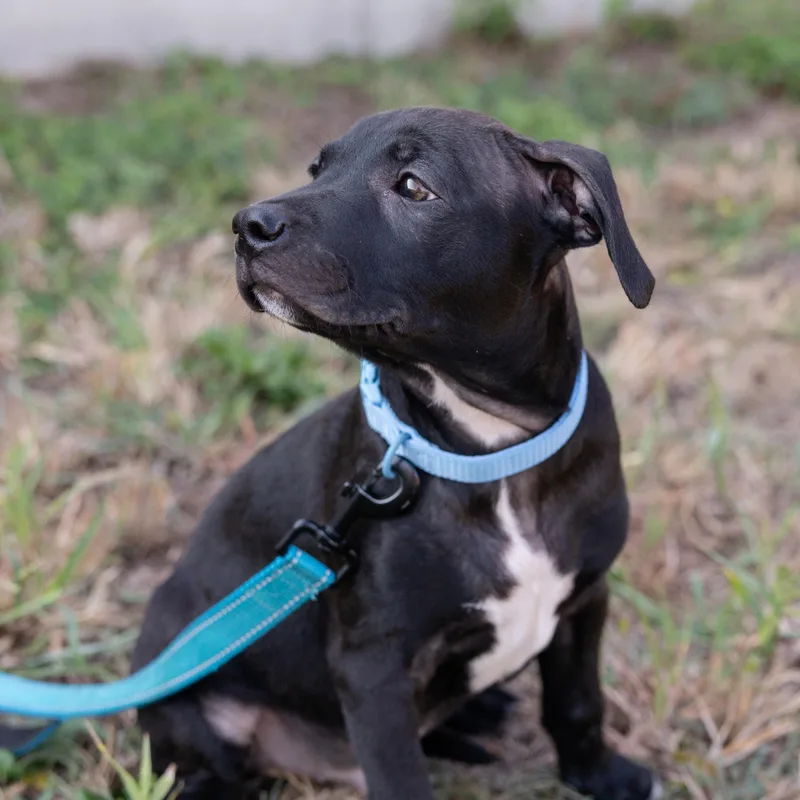 A baby medium-sized male Black Pit Bull Terrier dog named Murray for adoption in Pflugerville, TX