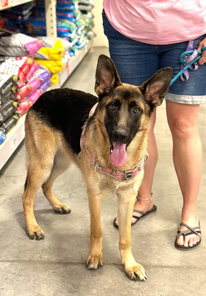An adult large-sized female German Shepherd Dog dog named Dimond for adoption in West Richland, WA