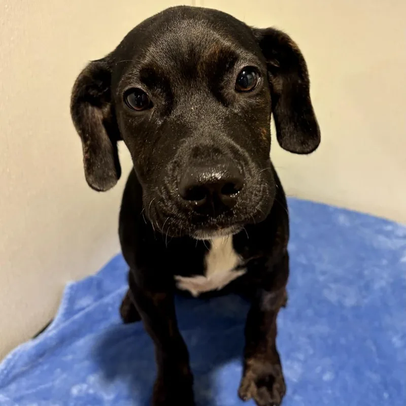 A baby medium-sized male Yellow / Tan / Blond / Fawn Labrador Retriever dog named Mutumbo for adoption in Tampa, FL