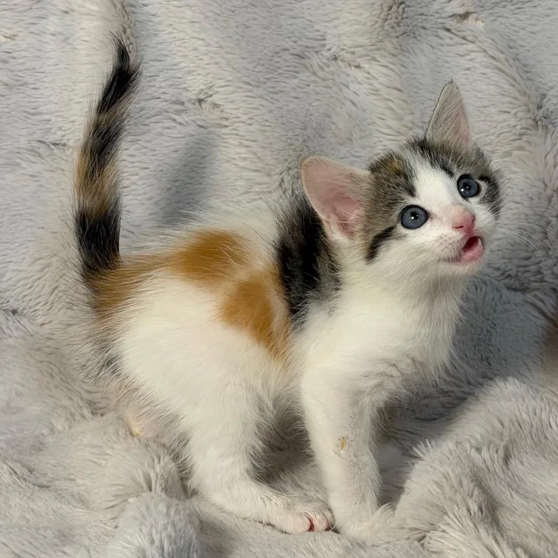 A baby small-sized female Calico Domestic Short Hair cat named Rose for adoption in Flower Mound, TX