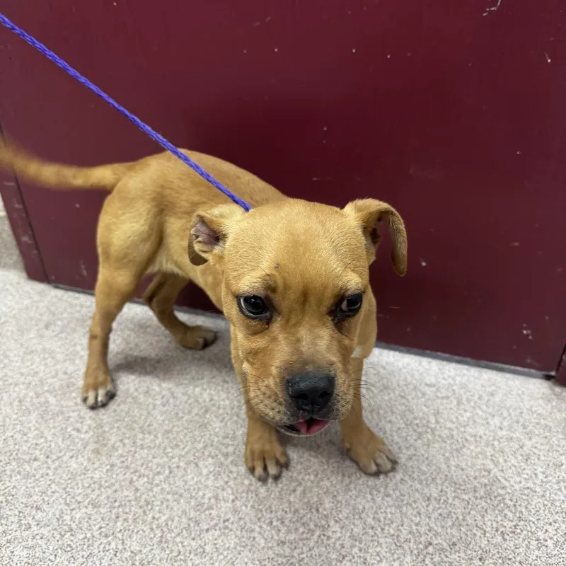 A baby small-sized female Yellow / Tan / Blond / Fawn Boxer dog named Brenda for adoption in Ardmore, OK