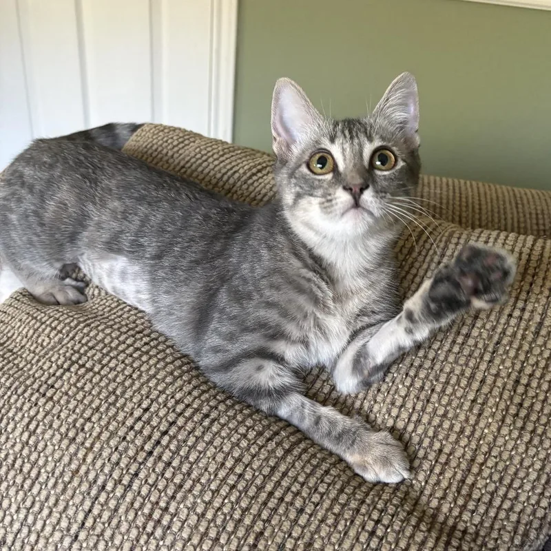 A baby small-sized female Gray / Blue / Silver Domestic Short Hair cat named Betty for adoption in Leander, TX