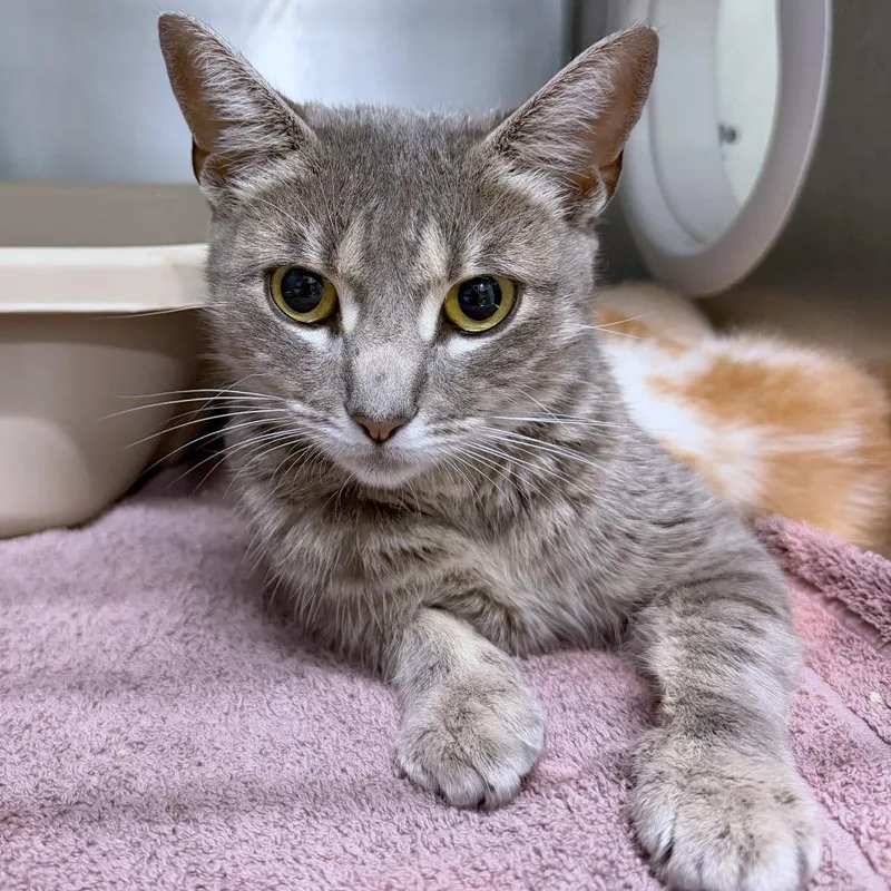A young medium-sized female Gray / Blue / Silver Domestic Short Hair cat named Pastrami for adoption in Providence, RI