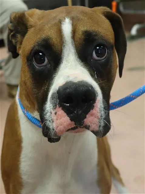 An adult medium-sized male Mixed Breed dog named Harvey for adoption in Columbia, SC
