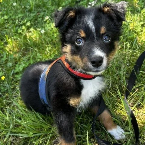 A baby medium-sized male Black Mixed Breed dog named Barkley for adoption in Poplar Bluff, MO