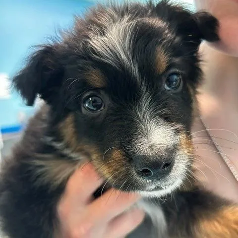 Barkley thumbnail 2