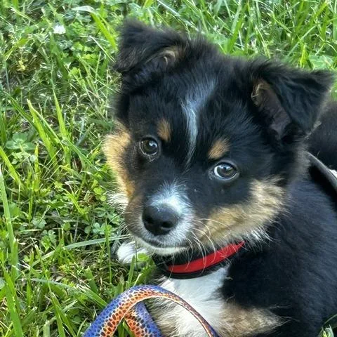 Barkley thumbnail 4