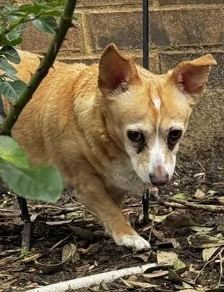 An adult small-sized female Red / Chestnut / Orange Chihuahua dog named Patty for adoption in fort worth, TX