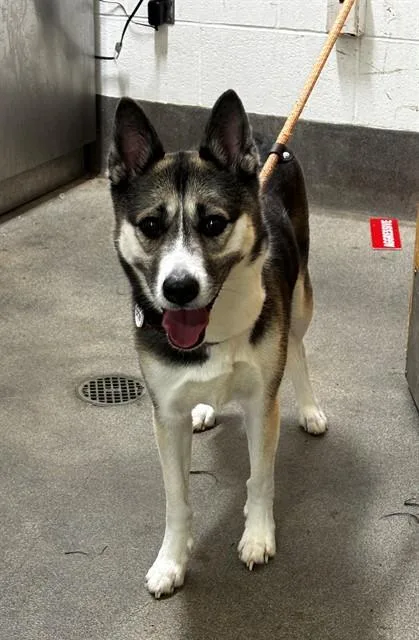 An adult medium-sized female Siberian Husky dog named Surrey for adoption in Upper Marlboro, MD