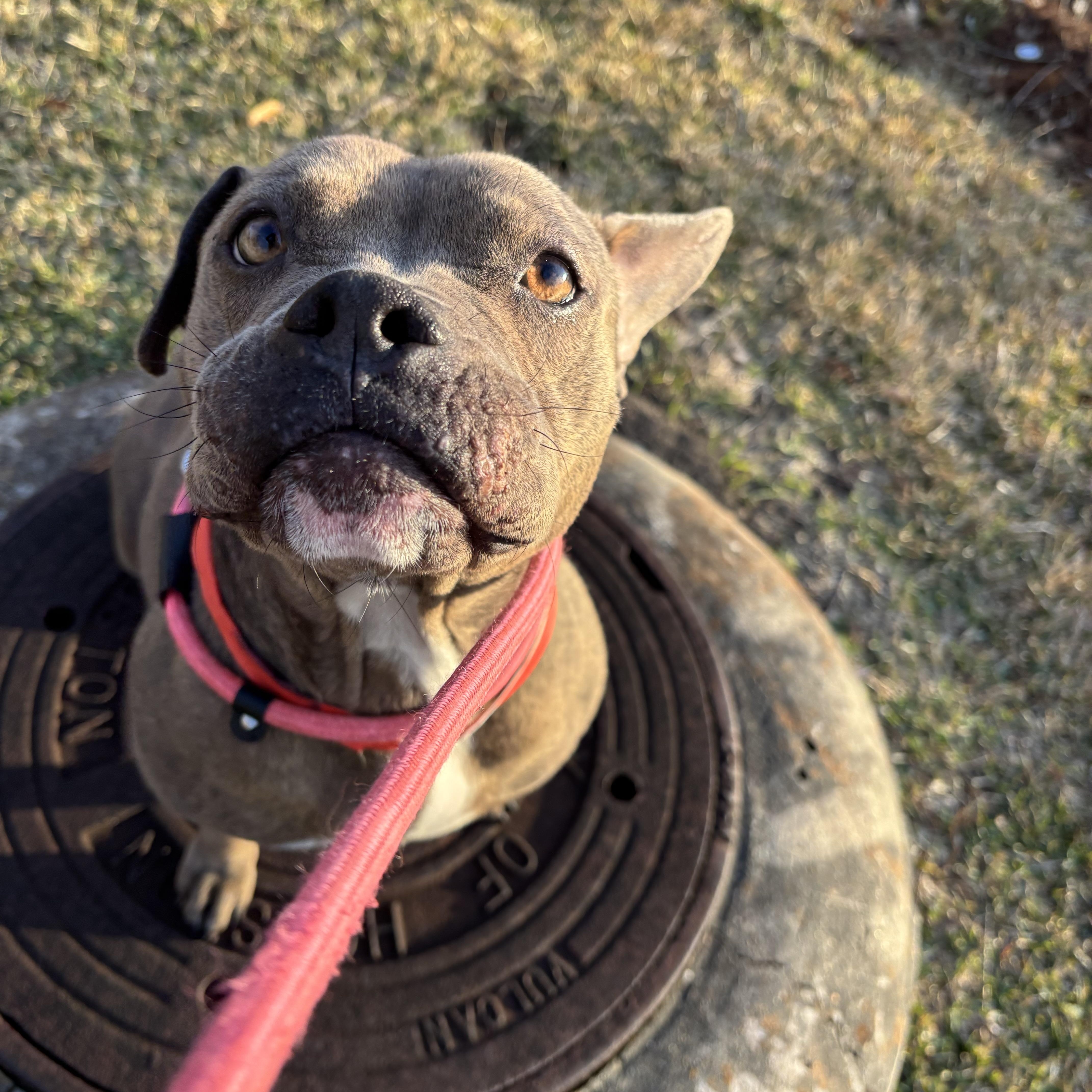 A young medium-sized female Boxer dog named Jackie for adoption in Pearland, TX