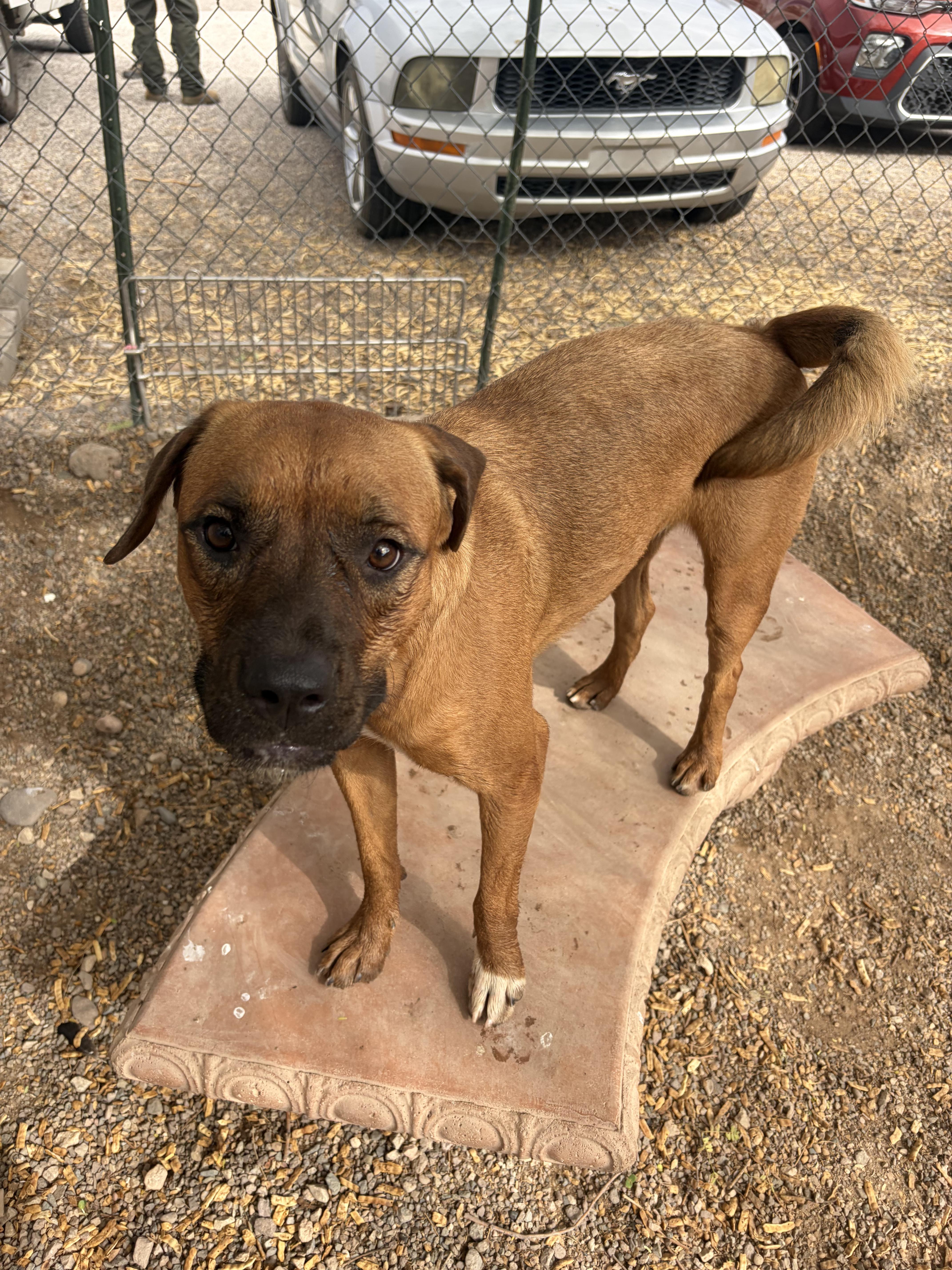 An adult medium-sized female Boxer dog named Sasha for adoption in Parker, AZ