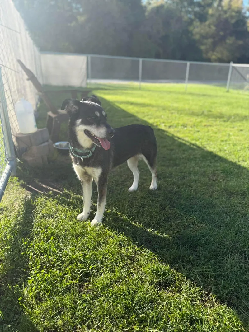A young large-sized female Shepherd dog named Stella Mae for adoption in Kalamazoo, MI