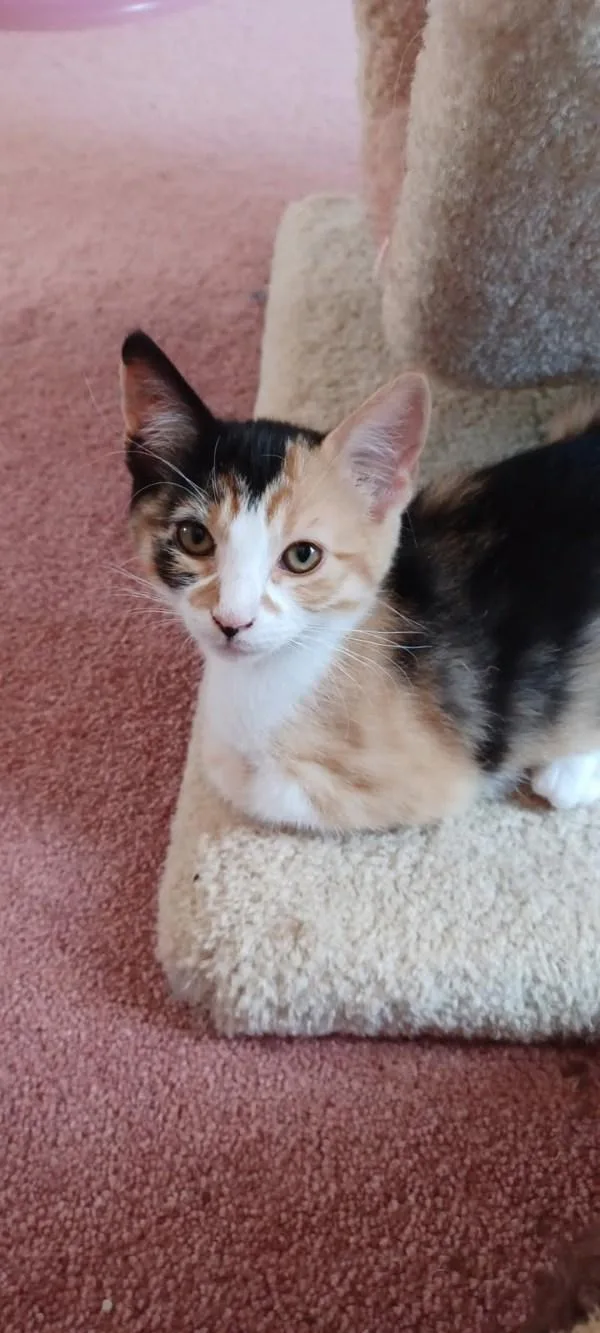 A baby small-sized female Domestic Short Hair cat named Missy for adoption in Bonsall, CA