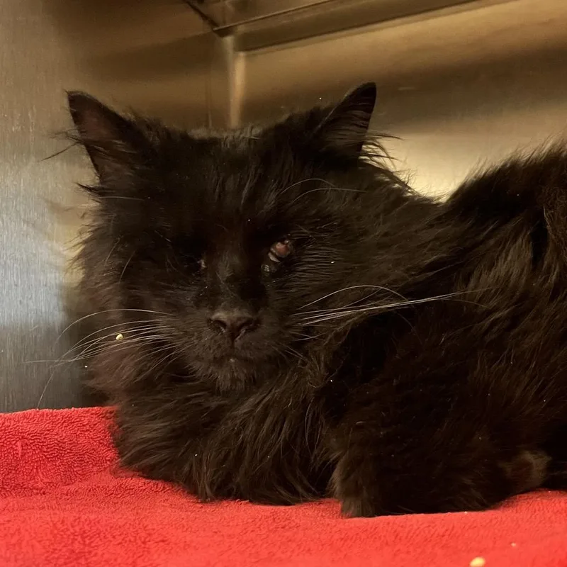 An adult large-sized male Black Domestic Long Hair cat named Bitty for adoption in Pittsburgh, PA