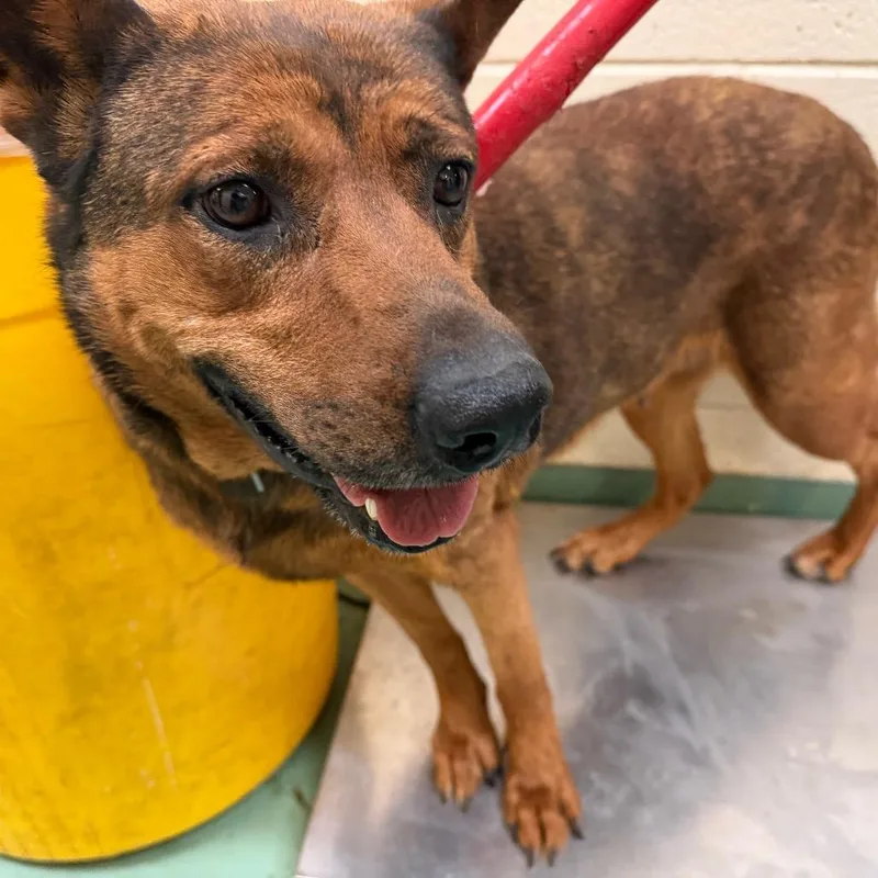 An adult large-sized female Yellow / Tan / Blond / Fawn Mixed Breed dog named Rya for adoption in Memphis, TN