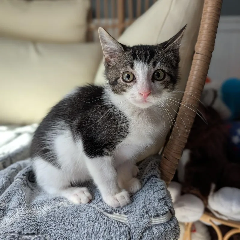 Mochi