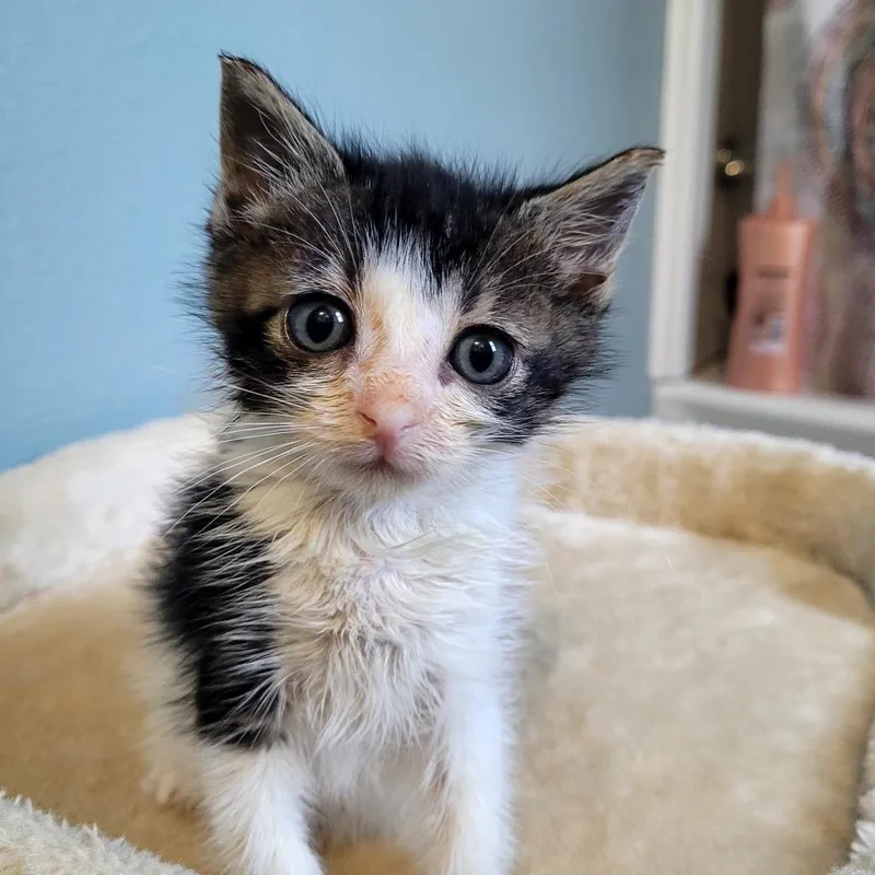 Mochi thumbnail 3