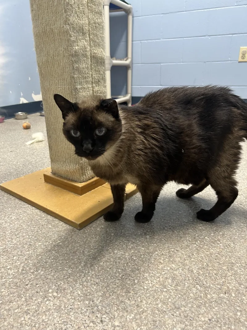 A senior large-sized male Domestic Short Hair cat named Gato for adoption in Homer, AK
