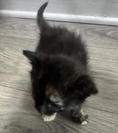 A baby small-sized female Black Domestic Short Hair cat named Kim Possible for adoption in Atlanta, GA