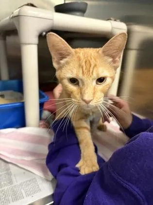 An adult small-sized male Domestic Short Hair cat named Storm for adoption in West Chester, PA