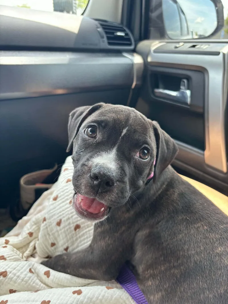 A baby large-sized female Staffordshire Bull Terrier dog named Potato for adoption in Holly Springs, NC