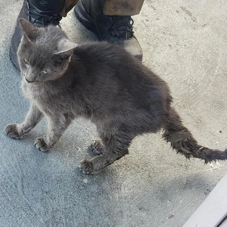 Pavarotti thumbnail 2