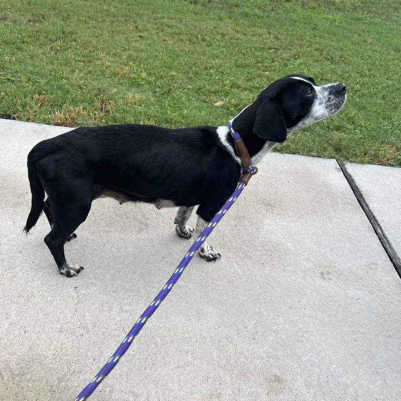 An adult small-sized female Black Beagle dog named Lucille Ball for adoption in Austin, TX