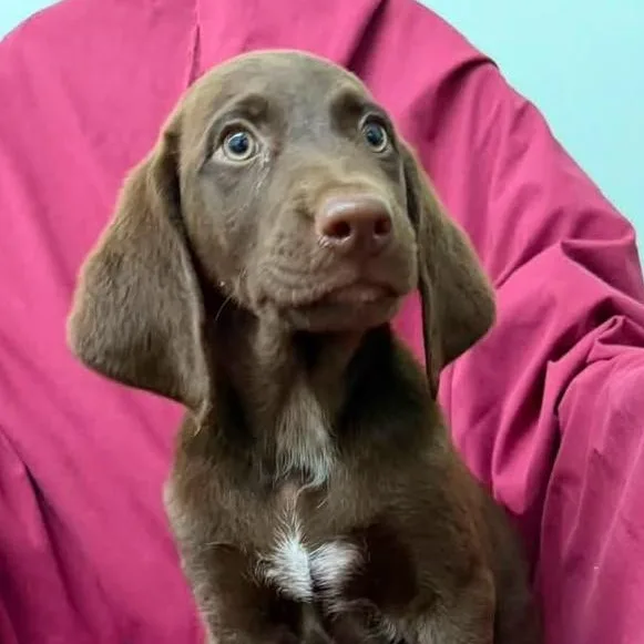A baby medium-sized female Brown / Chocolate Labrador Retriever dog named Ella for adoption in Meridian, MS