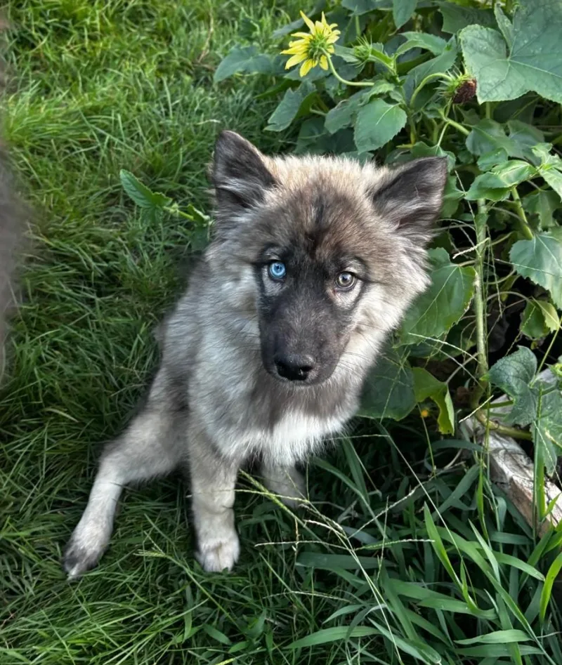 A baby medium-sized male Siberian Husky dog named Tarin for adoption in Wheaton, IL