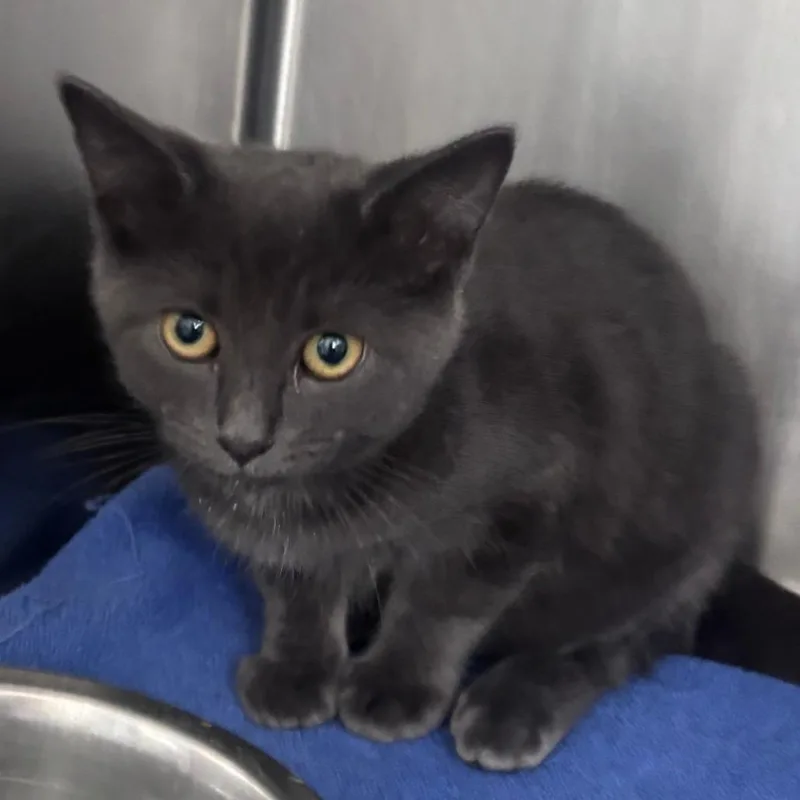 A baby small-sized female Domestic Short Hair cat named Dragonsheen for adoption in Indianapolis, IN