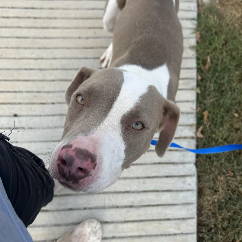 An adult medium-sized female Pit Bull Terrier dog named Delilah for adoption in Pearland, TX