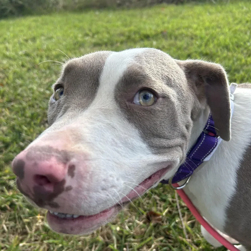 Delilah thumbnail 6