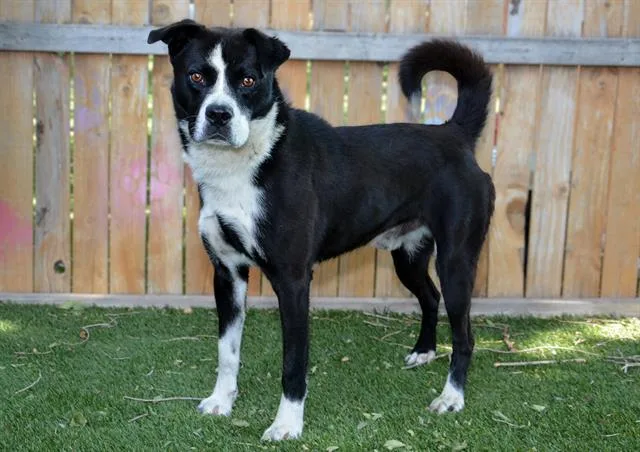 An adult large-sized male Siberian Husky dog named Carl for adoption in West Valley City, UT