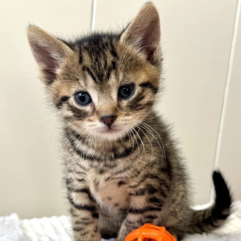 Hokey Pokey thumbnail 2