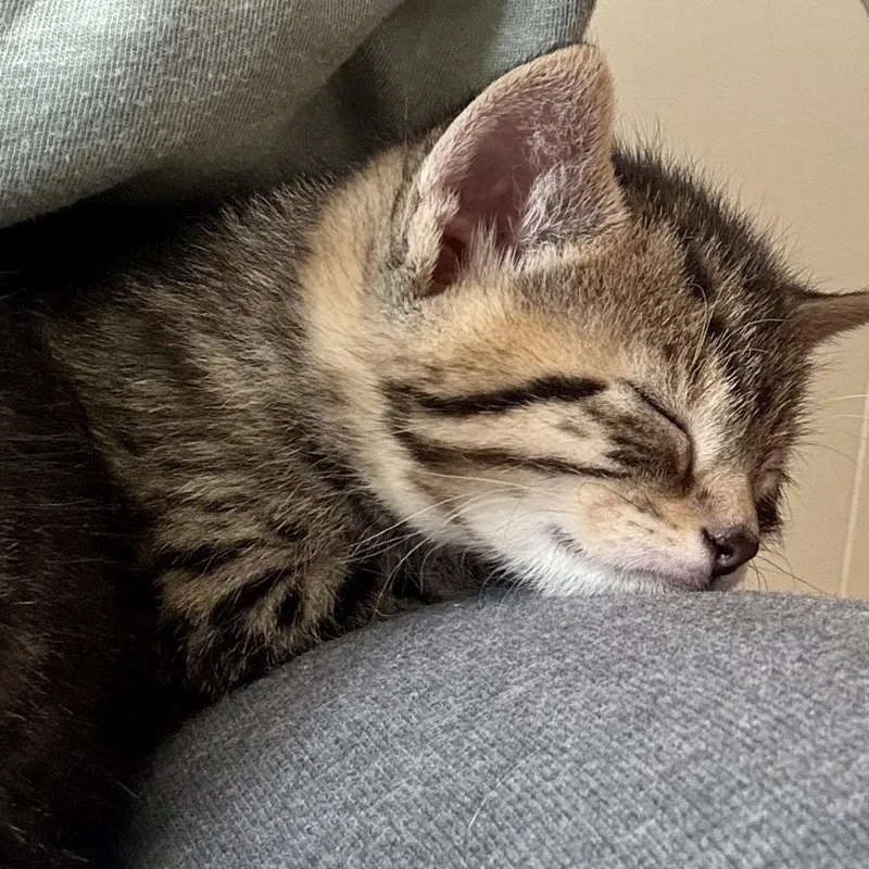 Hokey Pokey thumbnail 3