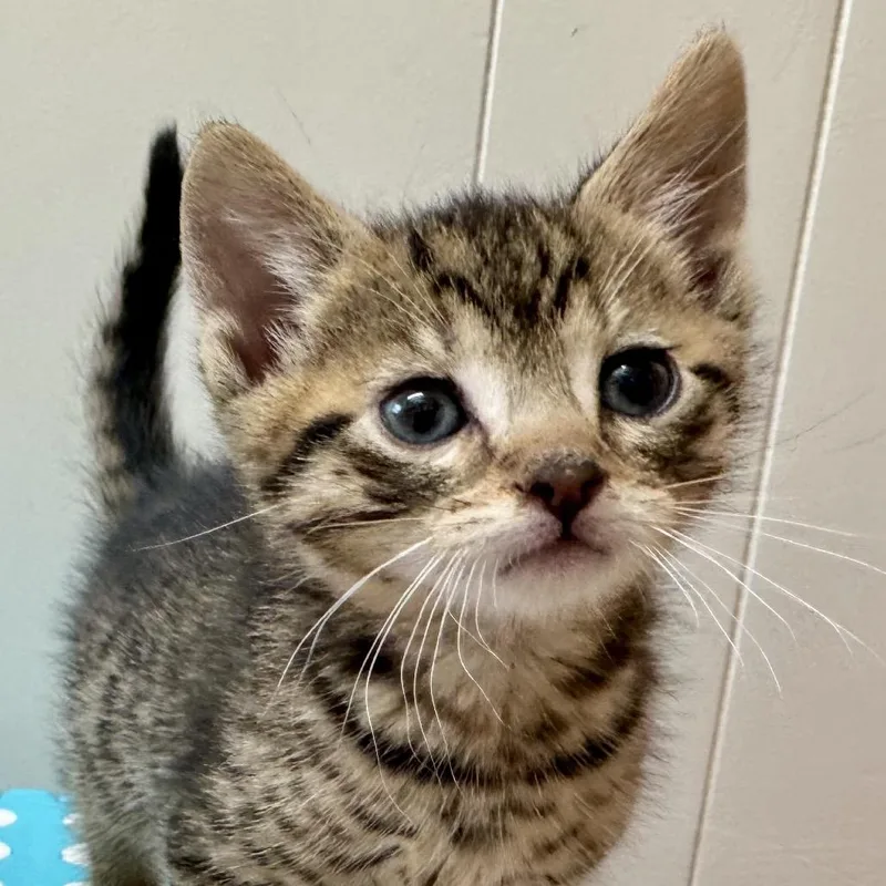 Hokey Pokey thumbnail 4