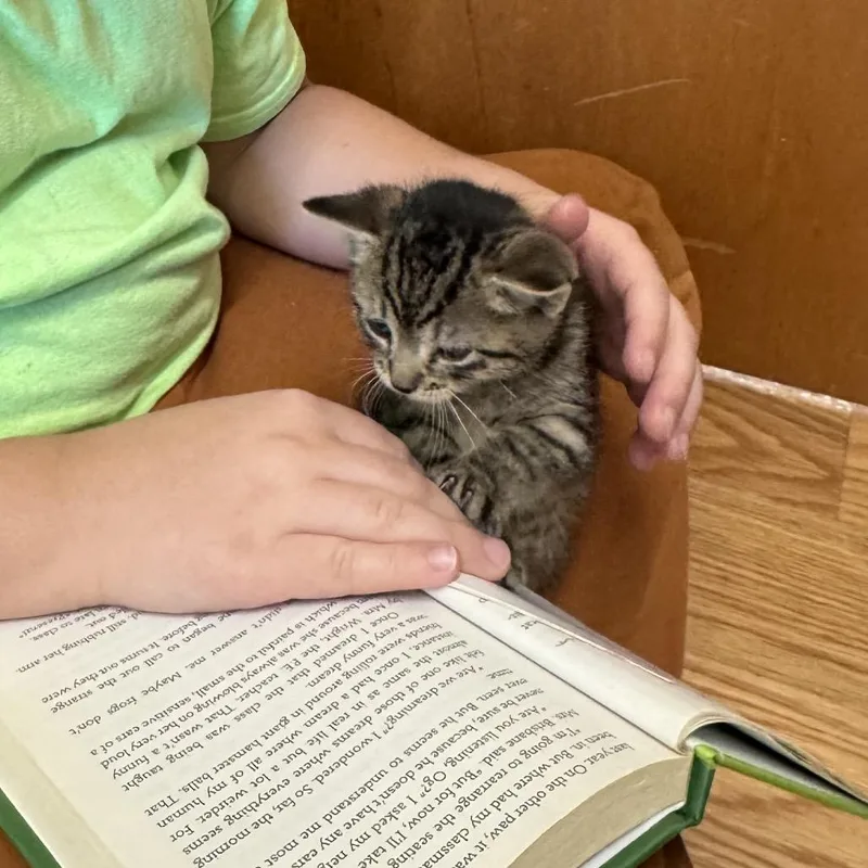 Hokey Pokey thumbnail 5