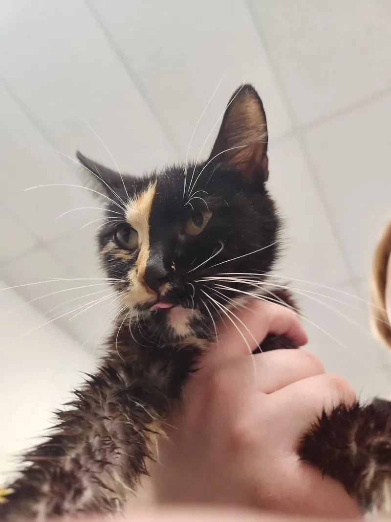 A young medium-sized female Tortoiseshell Domestic Short Hair cat named Mila for adoption in Mount Pleasant, TX