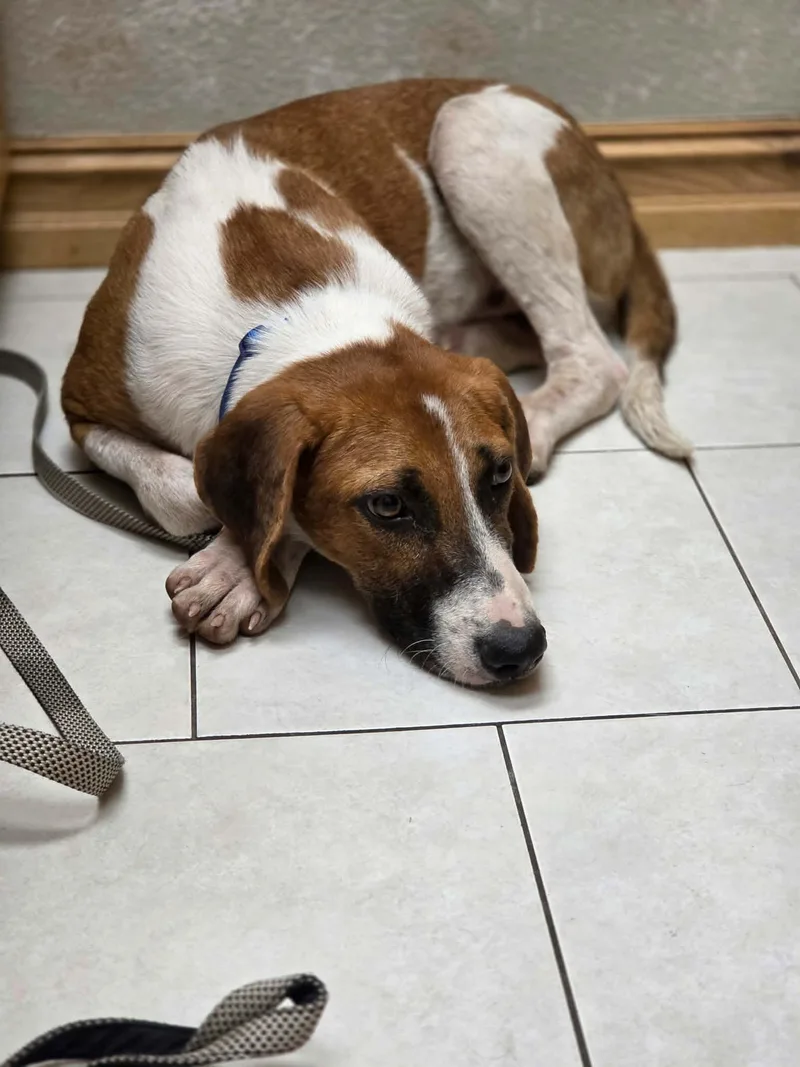 A young large-sized male Treeing Walker Coonhound dog named Arrow for adoption in TULSA, OK